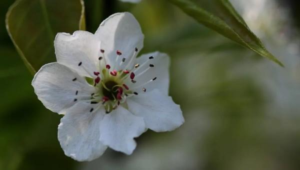 阳光不燥微风正好，阳光正好的意思是什么（快来线上“云赏花”）