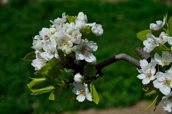 阳光不燥微风正好，阳光正好的意思是什么（快来线上“云赏花”）