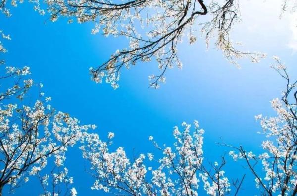 阳光不燥微风正好，阳光正好的意思是什么（快来线上“云赏花”）