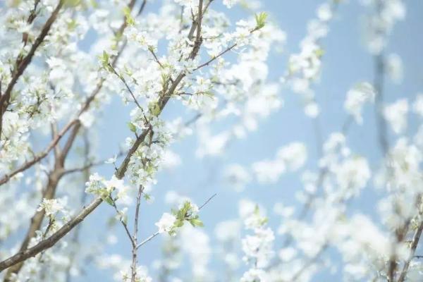 阳光不燥微风正好，阳光正好的意思是什么（快来线上“云赏花”）