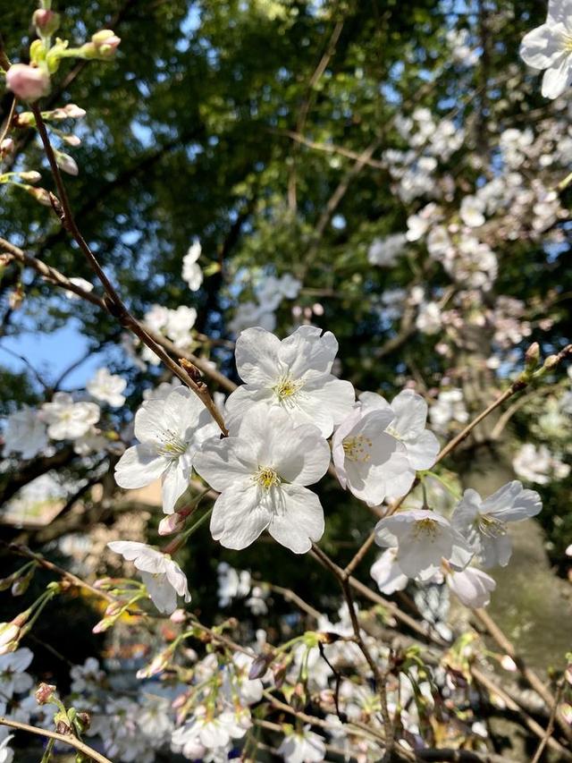 樱花皇后是什么，是不是只有日本有的（社区擂台赛㉙杭州田园社区）