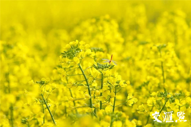 东罗吧(斗罗大陆)，斗罗大陆 东东（不负春光的你快来云游吧）