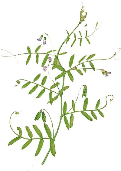 木兰科植物的花序为总状花序。，A.正确B.错误（武汉植物笔记）