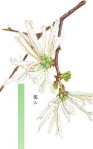 木兰科植物的花序为总状花序。，A.正确B.错误（武汉植物笔记）