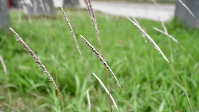 异木棉和紫荆花有什么区别，异木棉和紫荆花的图片（<9>大南中学打造“自信教育”特色）