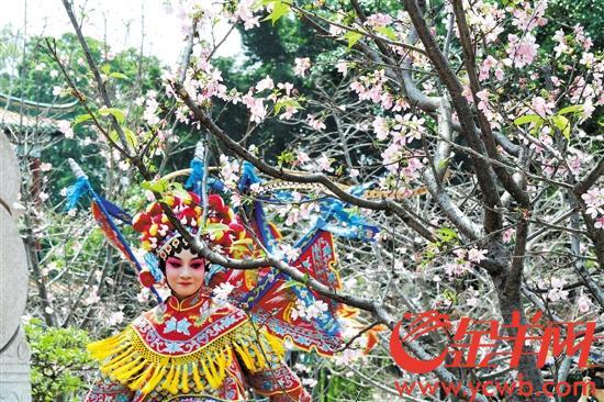 2020广州赏樱花季节什么时候 2020年广州赏樱花时间地点交通攻略，2020广州赏樱花季节什么时候（快来广州番禺宝墨园邂逅樱花雨）