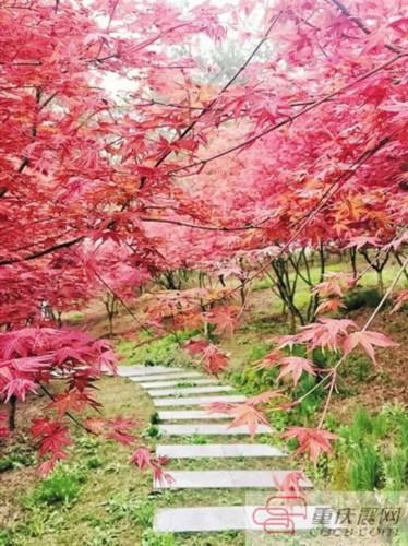 南湖多彩植物园，这个季节重庆哪些地方旅游最适合（邀你来看“漫山红”）