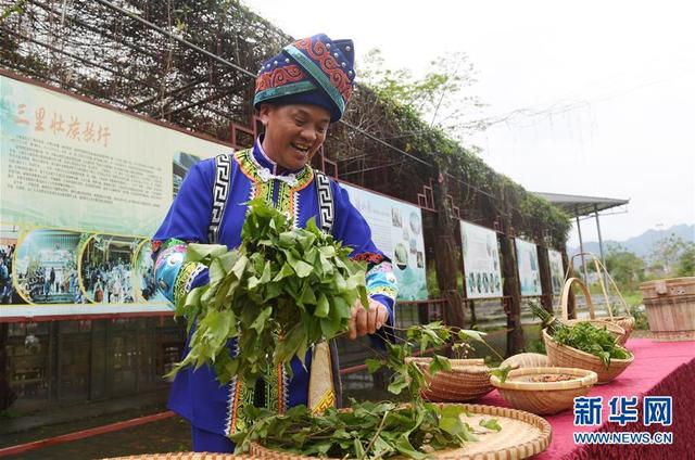 绿色糯米饭用什么植物染色,绿色糯米饭怎么染色(探秘“壮族三月三”五色糯米饭制作) 绿色糯米饭用什么植物染色,绿色糯米饭怎么染色(探秘“壮族三月三”五色糯米饭制作)