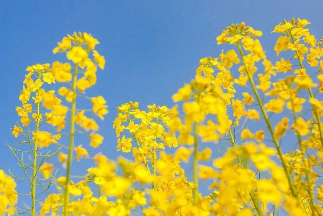 飞花令常用诗句，上百句含“春”的经典诗词