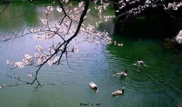 飞花令常用诗句，上百句含“春”的经典诗词