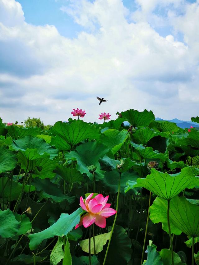 西湖在哪里，潮州西湖在哪里（世界文化遗产：杭州西湖）