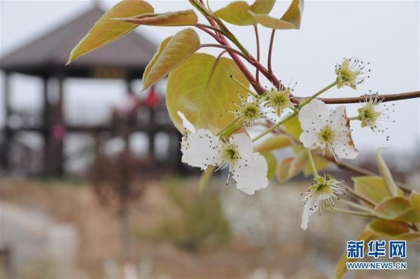 梨花什么时候开，广州梨花什么时候开（山西运城：梨花开 引客来）