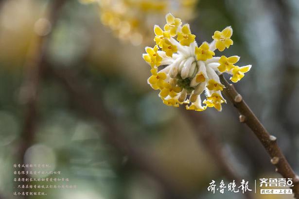 爱情树最高几级，爱情树各阶段（好看的结香花还有个名字）