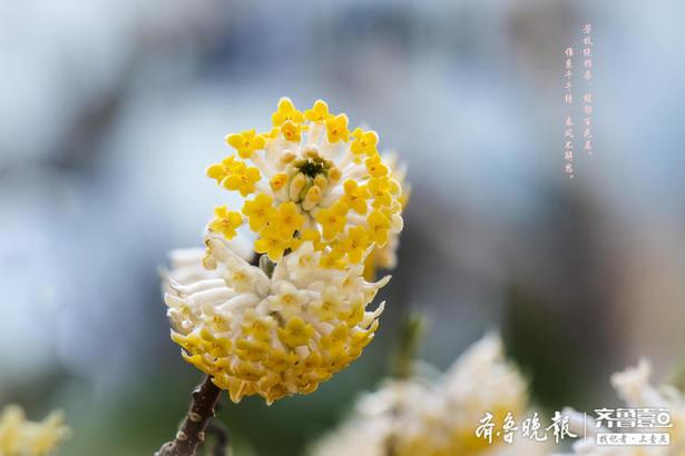 爱情树最高几级，爱情树各阶段（好看的结香花还有个名字）