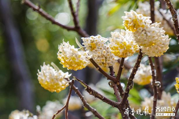 爱情树最高几级，爱情树各阶段（好看的结香花还有个名字）