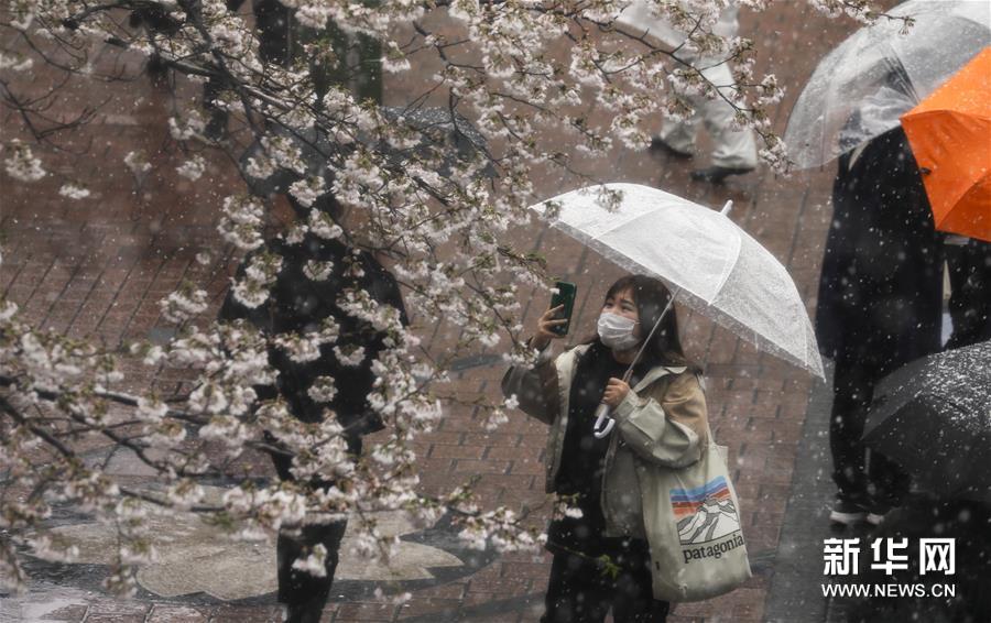 抗日战争中的日本战机，东京：雪中赏樱