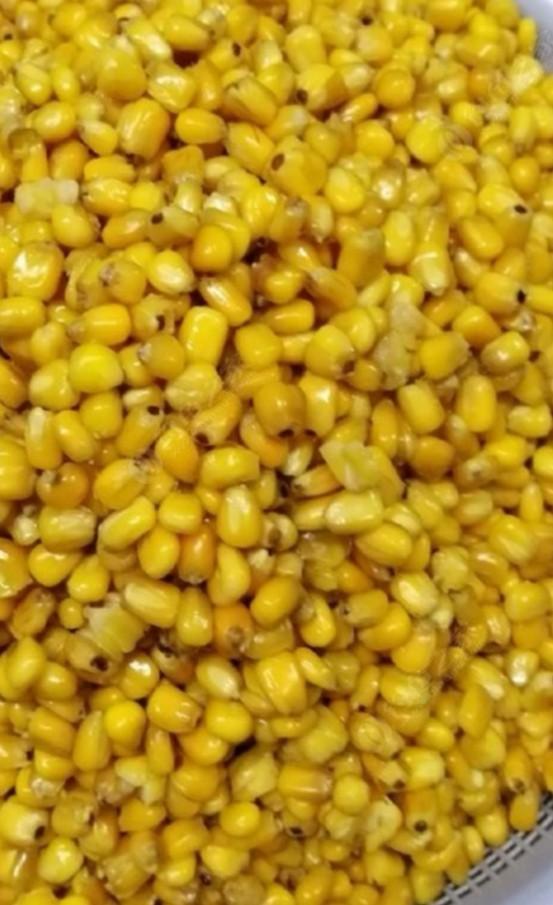 如何钓草鱼，怎样钓大草鱼（这些技巧不容钓友忽视）