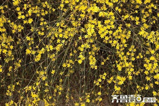 描写春花的诗词名句，关于春花的诗词名句（漫赏春花悟人生——诗词十五首）