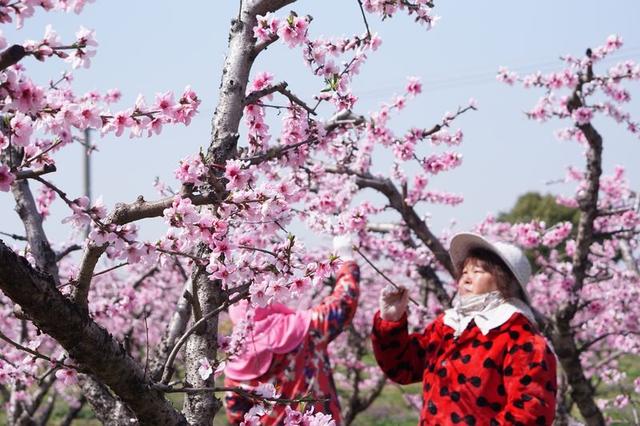 中国水蜜桃之乡，水蜜桃哪里产的（中国水蜜桃之乡的桃花“致富经”）