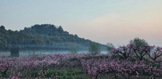 中国水蜜桃之乡，水蜜桃哪里产的（中国水蜜桃之乡的桃花“致富经”）