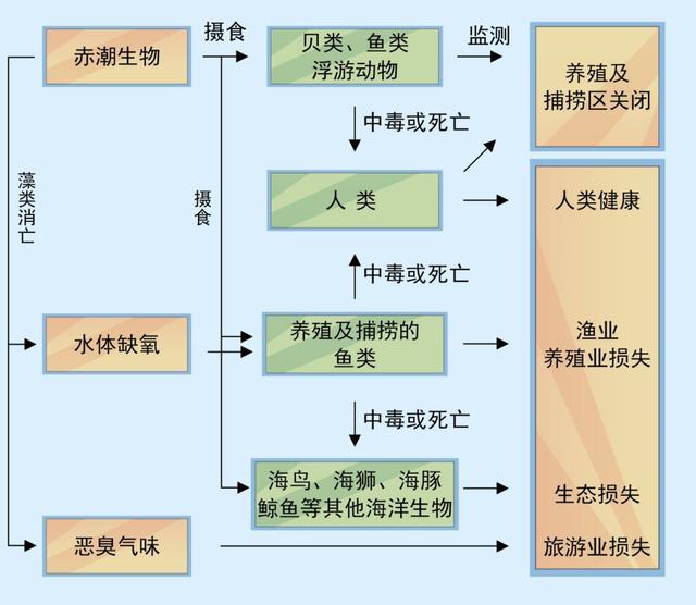 什么是赤潮，什么是赤潮,发生的原因是什么（科普，什么是赤潮）
