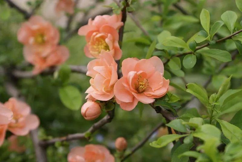 木瓜属贴梗海棠西府海棠上海植物园贴梗海棠垂丝海棠艾瑞斯海棠冬红