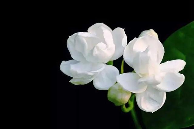 茉莉花茶产地，猴王茉莉花茶产地（舌尖上的非遗——横县茉莉花茶）