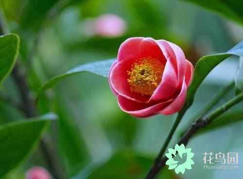 扦插的一年四季开花的树，把这几种植物扦插起来