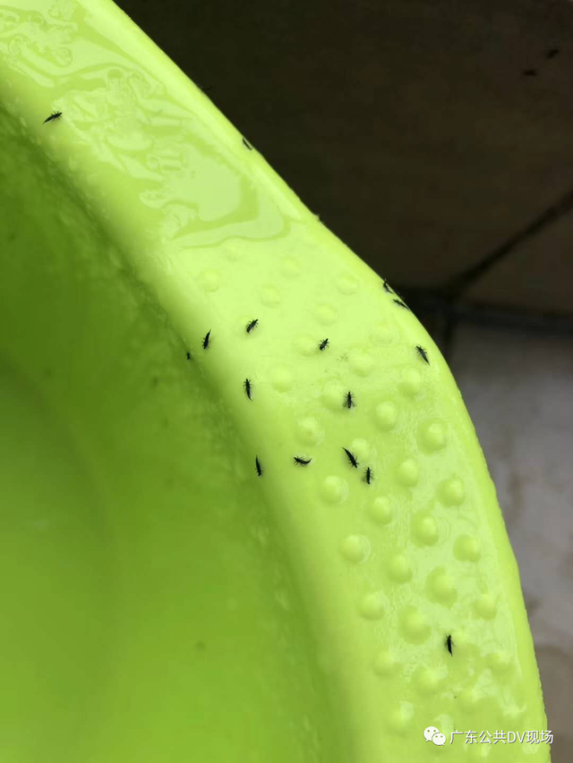 家里有绿色的小飞虫很小的，家里绿植有小飞虫怎么处理好（尤其偏爱黄、绿色）