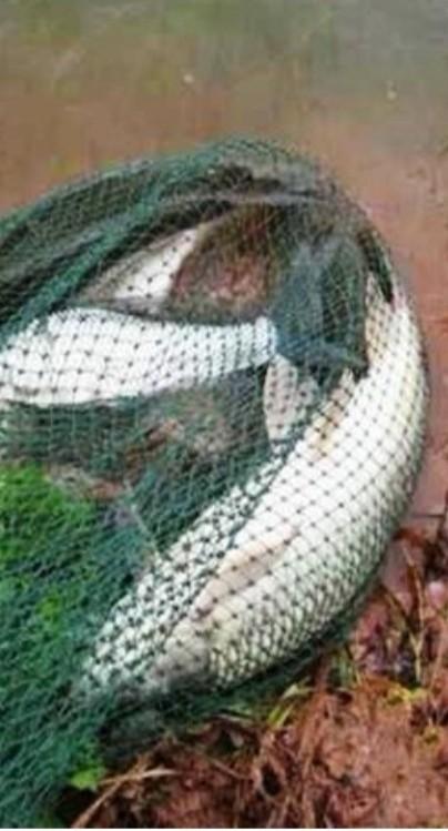 如何钓草鱼，怎样钓大草鱼（这些技巧不容钓友忽视）