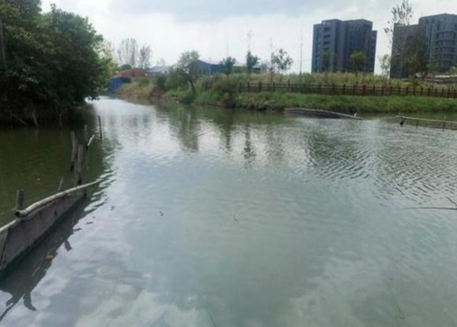 如何钓草鱼，怎样钓大草鱼（这些技巧不容钓友忽视）