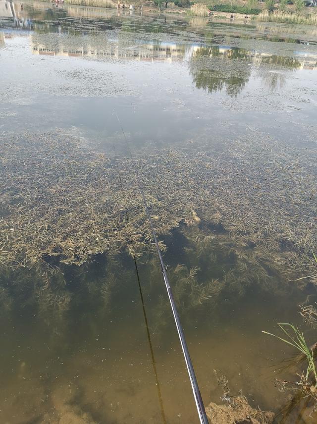 如何钓草鱼，怎样钓大草鱼（这些技巧不容钓友忽视）