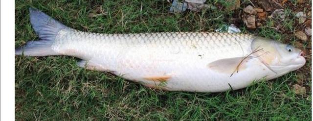 如何钓草鱼，怎样钓大草鱼（这些技巧不容钓友忽视）