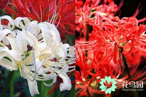 曼珠沙华的花语，彼岸花曼珠沙华的花语（知道花语正确表达心意）