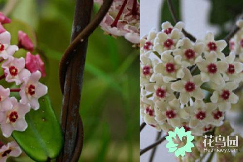 曼珠沙华的花语，彼岸花曼珠沙华的花语（知道花语正确表达心意）