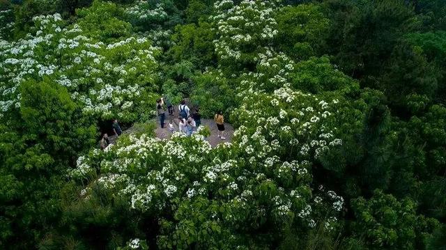 禾加一笔是什么字，禾字加一笔是什么字（乡村变美、群众变富...看）