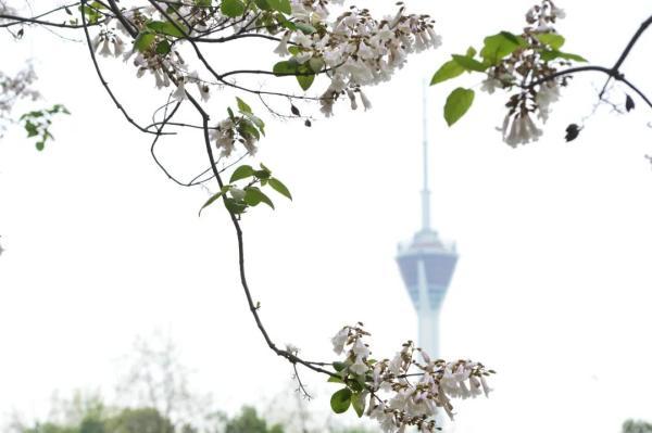 泡桐花的花语，白花泡桐花语（细雨鱼儿出）