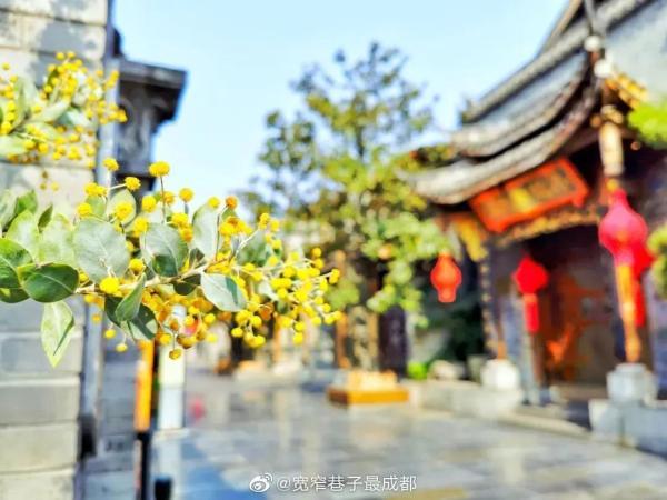 泡桐花的花语，白花泡桐花语（细雨鱼儿出）