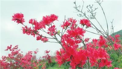 杜鹃花寓意，杜鹃花语（最美人间四月天）