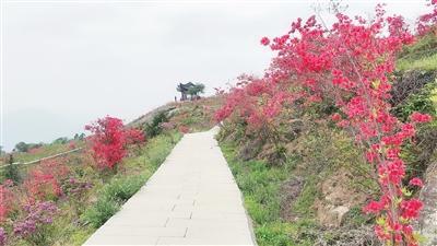 杜鹃花寓意，杜鹃花语（最美人间四月天）
