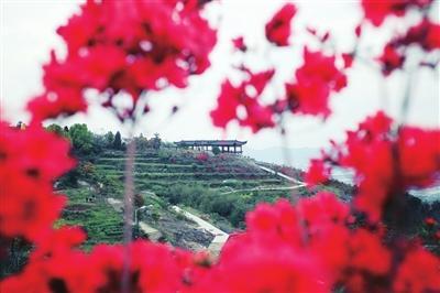 杜鹃花寓意，杜鹃花语（最美人间四月天）