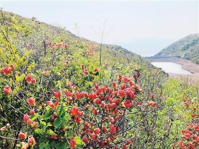 杜鹃花寓意，杜鹃花语（最美人间四月天）