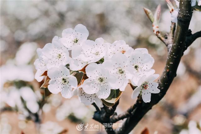 梨花是什么季节开的，牡丹是什么季节开的（人间四月，梨花盛开）