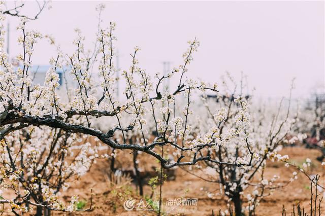 梨花是什么季节开的，牡丹是什么季节开的（人间四月，梨花盛开）