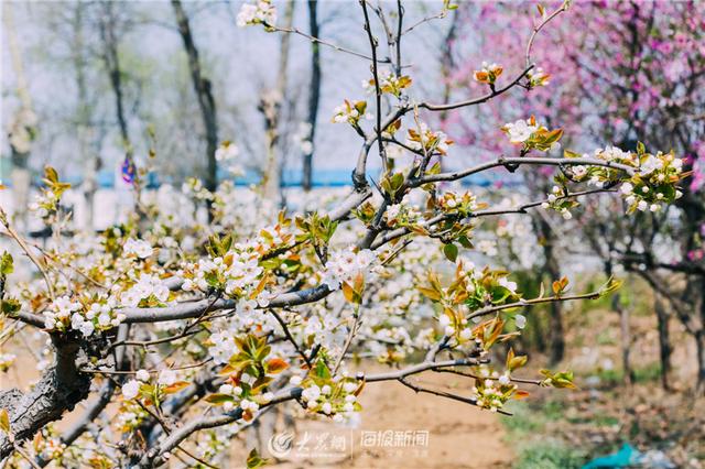 梨花是什么季节开的，牡丹是什么季节开的（人间四月，梨花盛开）