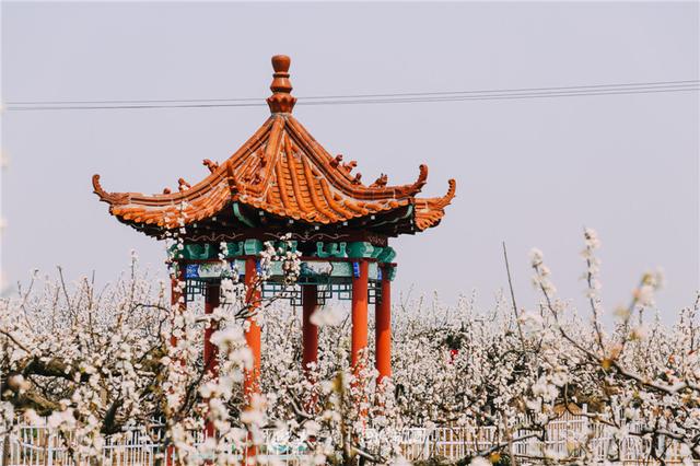 梨花是什么季节开的，牡丹是什么季节开的（人间四月，梨花盛开）