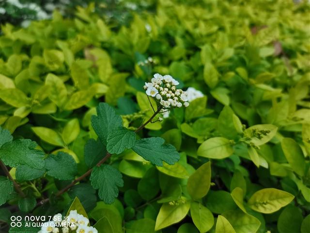 麒麟820手机，麒麟820手机有哪些（SE评测：优等生变身全能选手）