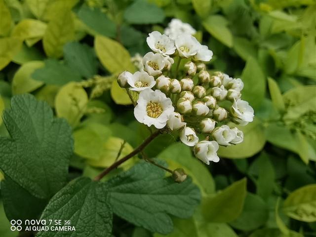 麒麟820手机，麒麟820手机有哪些（SE评测：优等生变身全能选手）