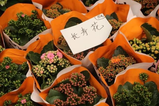 哪里的观赏鱼最便宜，多肉10元7盆、观赏鱼低至5角……普陀人最爱的“宝藏”市场“五一”等你来逛→