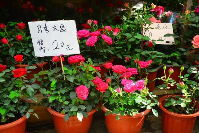 哪里的观赏鱼最便宜，多肉10元7盆、观赏鱼低至5角……普陀人最爱的“宝藏”市场“五一”等你来逛→